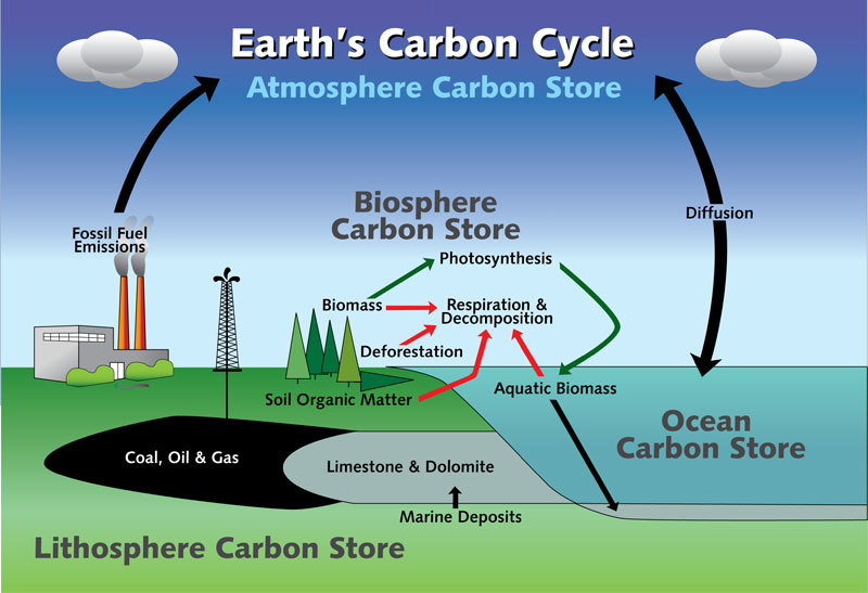 carbon cycle gizmo