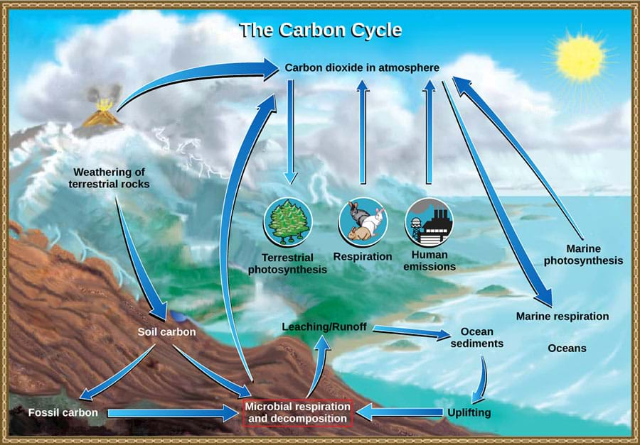 carbon cycle gizmo