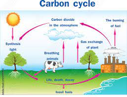 carbon cycle gizmo