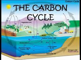 carbon cycle gizmo