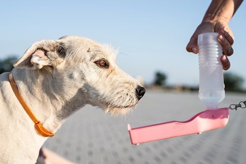 gift for dog lovers asobubottle.com