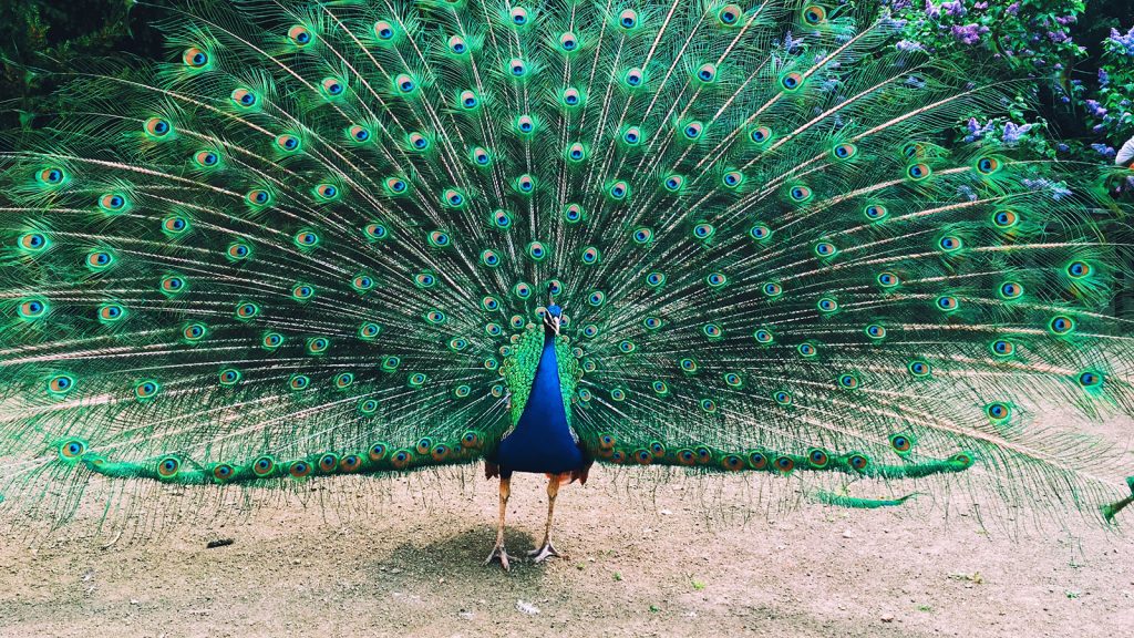 national peacock day