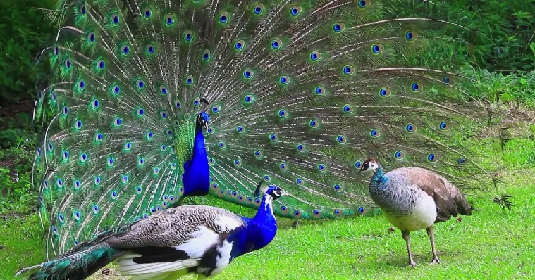 national peacock day