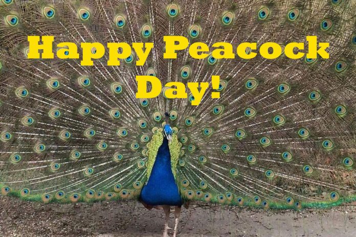 national peacock day