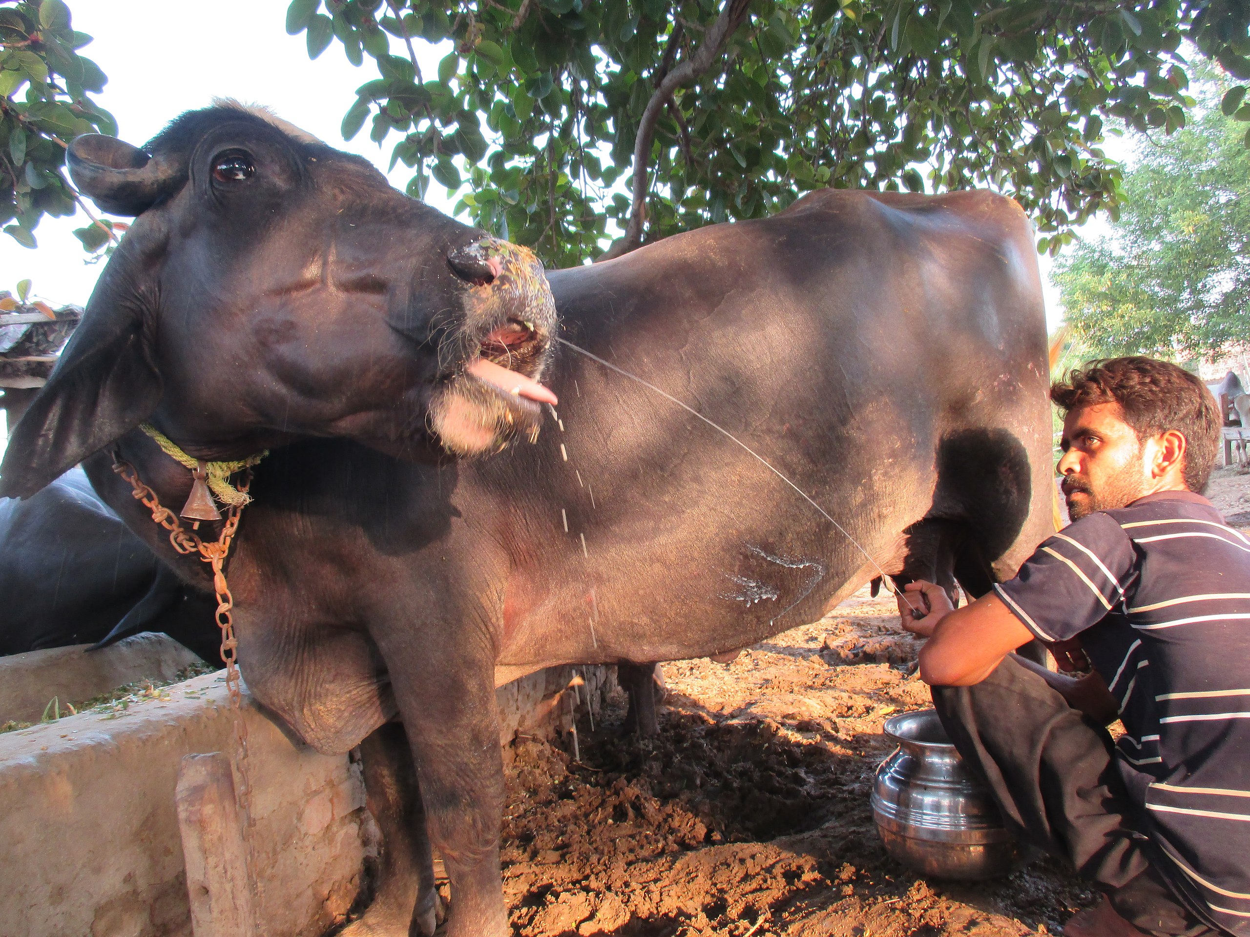 wellhealthorganic buffalo milk tag